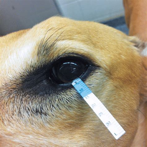 tonometry fluorescein staining and schirmer tear test in veterinary patients|schirmer tear test eye exam.